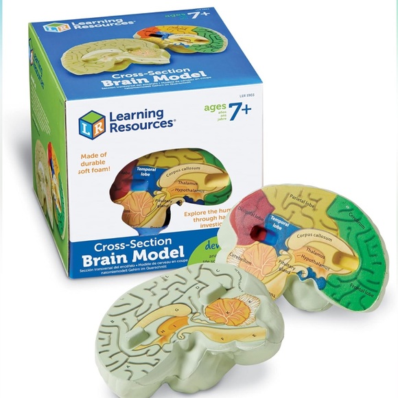 Brain model - Picture 1 of 6